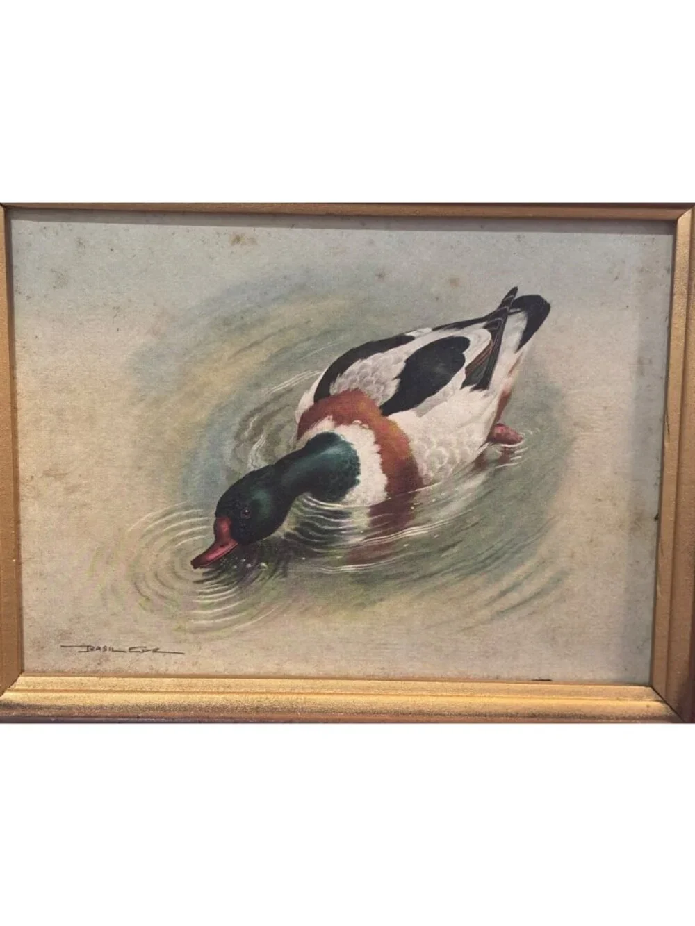 VTG Framed Duck Print By Basil Ede 12
